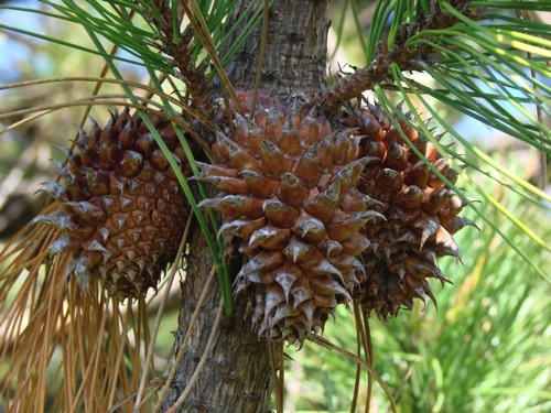 Pine Cones